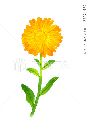 金盞花（金盞花）草本植物手繪水彩插圖 128121422