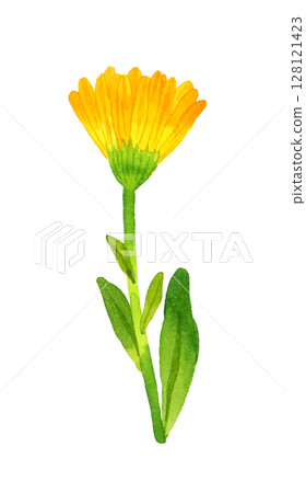 金盞花（金盞花）草本植物手繪水彩插圖 128121423