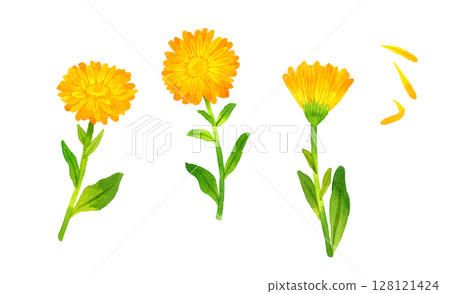 Set of Calendula (Calendula officinalis) Herbs and plants hand-drawn watercolor illustrations 128121424