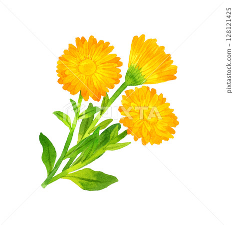 Calendula (Calendula officinalis) Herb/plant hand-drawn watercolor illustration 128121425
