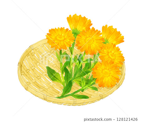 Calendula on a bamboo basket - Hand-drawn watercolor illustration of herbs and plants 128121426