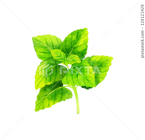 Lemon balm (herb) Hand-drawn watercolor illustration Lemon balm (herb) Hand-drawn watercolor illustration 128121429