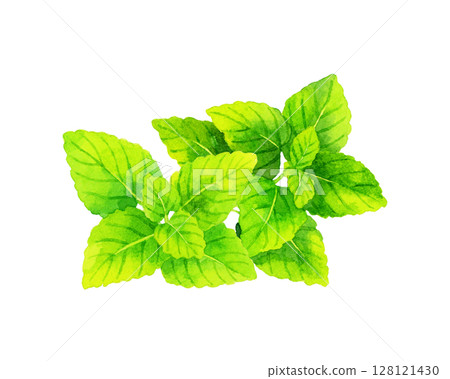 Lemon balm (herb) Hand-drawn watercolor illustration 128121430