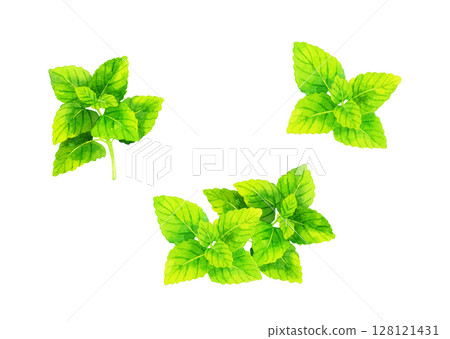 檸檬香蜂草（草本）套裝手繪水彩插畫素材 128121431