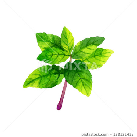薄荷（草本植物）手繪水彩插畫素材 128121432