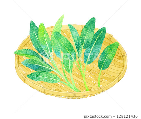 Sage (herb) on a bamboo basket - hand-drawn watercolor illustration Sage (herb) on a bamboo basket - hand-drawn watercolor illustration 128121436