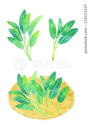 一套鼠尾草（藥草）和竹籃手繪水彩插圖 128121437