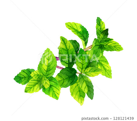 薄荷、香草和蔬菜手繪水彩插圖 128121439