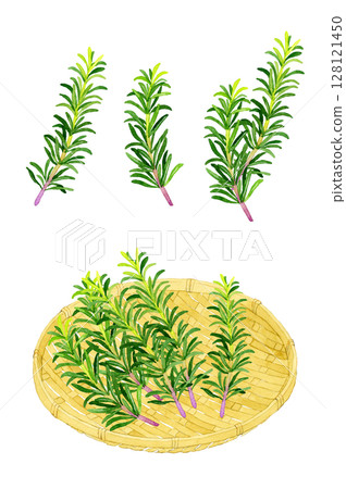 迷迭香(香草)和竹籃套裝手繪水彩插圖 迷迭香(香草)和竹籃套裝手繪水彩插圖 128121450
