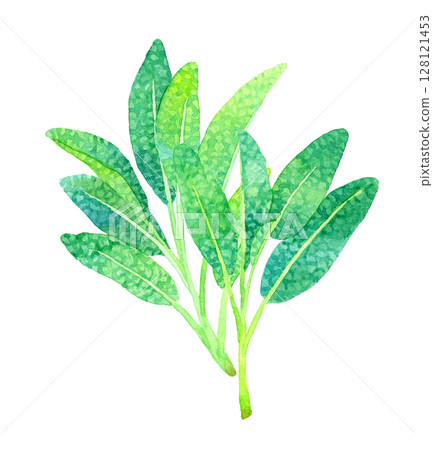 Sage (herb) Hand-drawn watercolor illustration Sage (herb) Hand-drawn watercolor illustration 128121453