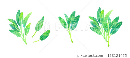 鼠尾草(草本)手繪水彩插畫素材 鼠尾草(草本)手繪水彩插畫素材 128121455