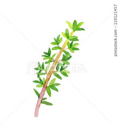 百里香(香草)手繪水彩插圖 百里香(香草)手繪水彩插圖 128121457