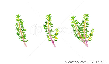 Set of thyme (herb) hand-drawn watercolor illustrations Set of thyme (herb) hand-drawn watercolor illustrations 128121460