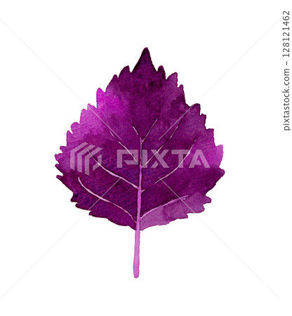 紫蘇(紅紫蘇)香草與蔬菜手繪水彩插畫素材 紫蘇(紅紫蘇)香草與蔬菜手繪水彩插畫素材 128121462