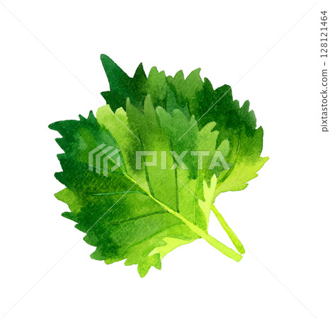 Set of shiso (green perilla) Herbs and vegetables hand-drawn watercolor illustrations 128121464
