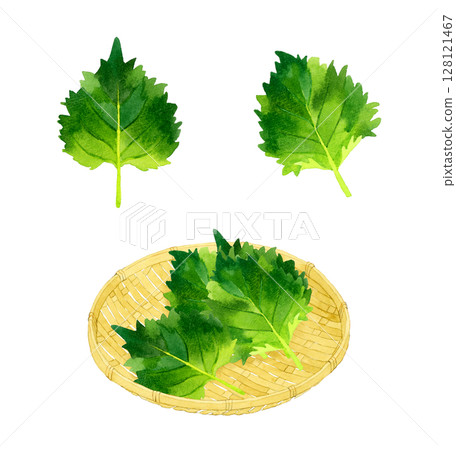 Set of shiso (green perilla) and bamboo strainer. Hand-drawn watercolor illustrations of herbs and vegetables. 128121467