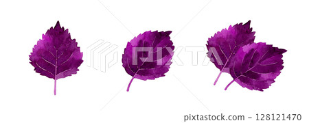 Set of shiso (red perilla) Herbs and vegetables hand-drawn watercolor illustrations 128121470