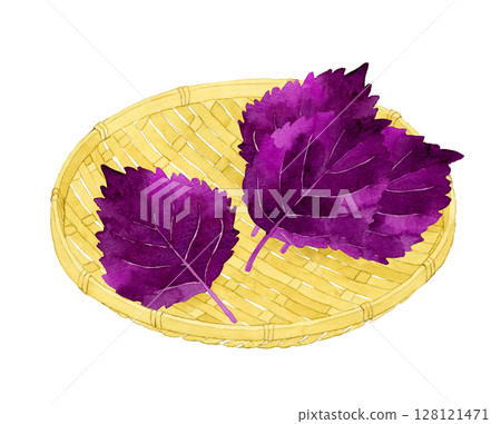 Shiso (red shiso) on a bamboo basket - Hand-drawn watercolor illustration of herbs and vegetables 128121471