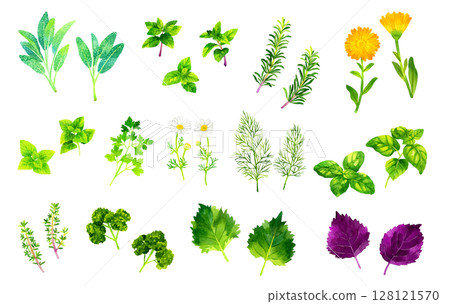 A set of various types of herbs. Hand-drawn watercolor illustrations of plants and vegetables. 128121570