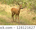 Wild roe deer fawn on path 128121627