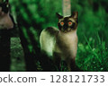 Stray cat with red eyes in a park at night 128121733