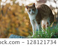 A cat looks bigger in a threatening pose 128121734