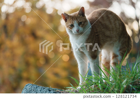 A cat looks bigger in a threatening pose 128121734