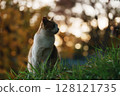 Stray cat looking sideways in the grass 128121735