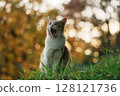 A cat whose yawn looks like a surprised face 128121736