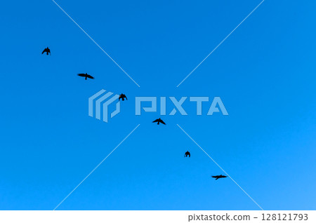 Group of black birds is captured mid-flight against a bright blue sky. Group of black birds is captured mid-flight against a bright blue sky. 128121793