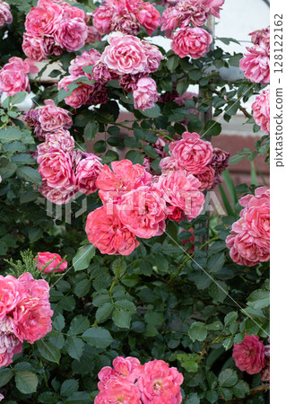Large bush of pink roses, flowers close-up, floral background. 128122162