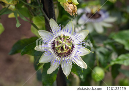 水果鐘草花 水果鐘草花 128122259