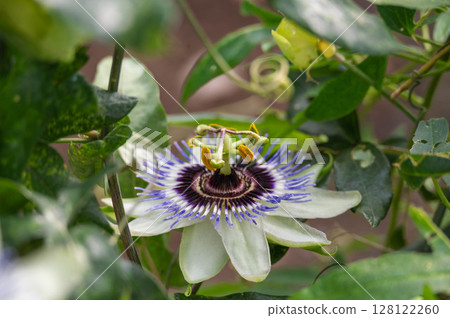 水果鐘草花 128122260