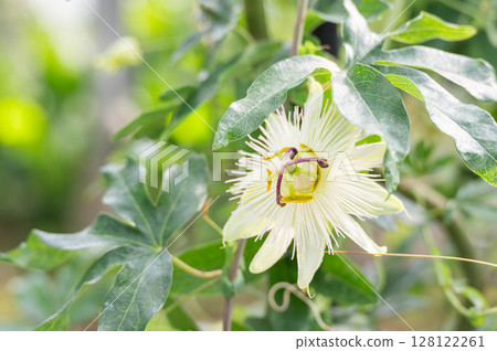 Passion fruit flowers Passion fruit flowers 128122261