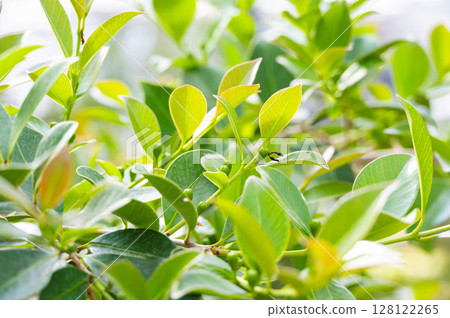 Myrtus tree leaves Myrtus tree leaves 128122265