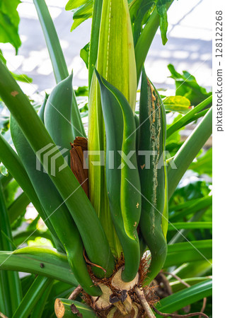 塞洛梅芽 128122268