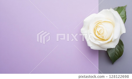 A delicate white rose rests on a muted purple and gray background, showcasing its elegance and simplicity in a tranquil setting A delicate white rose rests on a muted purple and gray background, showcasing its elegance and simplicity in a tranquil setting 128122698