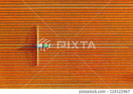 Tulips field as a background. Field with rows and agricultural machinery. Aerial view. Tulips field as a background. Field with rows and agricultural machinery. Aerial view. 128122967
