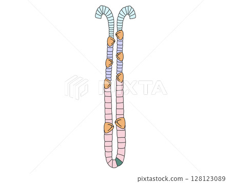 消化系統的解剖學和生理學 胃底腺 無文本 128123089