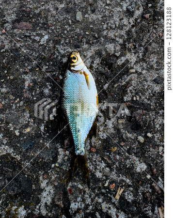 Fish lies on asphalt surface near water body in early afternoon light showing vivid colors and details of its scales 128123188