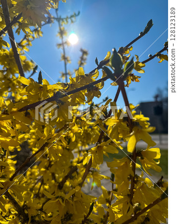 Bright yellow flowers bloom under a clear blue sky in a vibrant natural landscape during spring Bright yellow flowers bloom under a clear blue sky in a vibrant natural landscape during spring 128123189