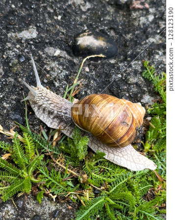 Close-up view of a large land snail moving across a damp surface in a natural environment during daylight 128123190