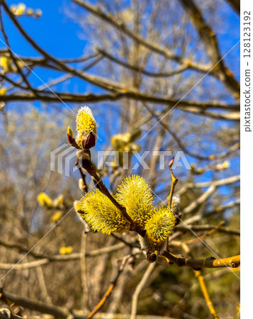 Spring buds blooming on trees in a natural landscape under a clear blue sky 128123192