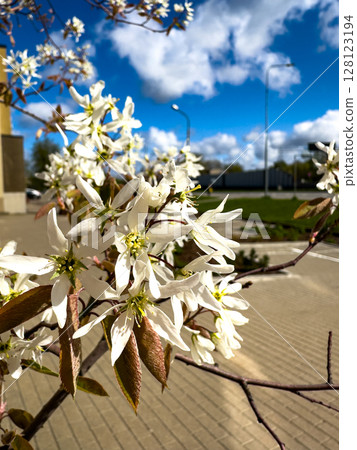 Delicate white flowers bloom under a clear blue sky on a spring day in a city park 128123194