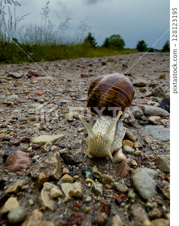 Snail navigating a rocky path under a cloudy sky during late afternoon 128123195