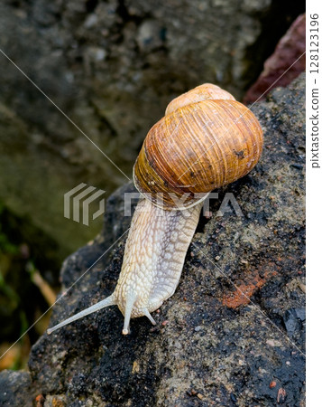 Snail crawling over a rock in a lush garden during the early morning light 128123196