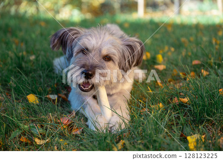 Happy dog chewing bone on autumn grass in backyard garden Happy dog chewing bone on autumn grass in backyard garden 128123225