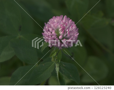 A vibrant pink clover in the midst of greenery A vibrant pink clover in the midst of greenery 128123240