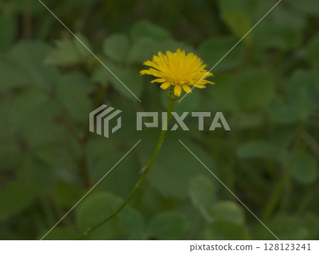 A single yellow dandelion blooming powerfully 128123241