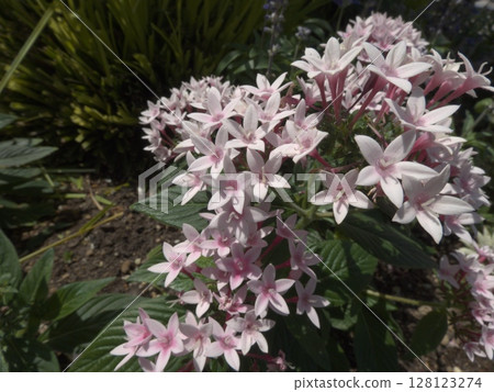 The soft pink of the star-like flower, Pentas 128123274